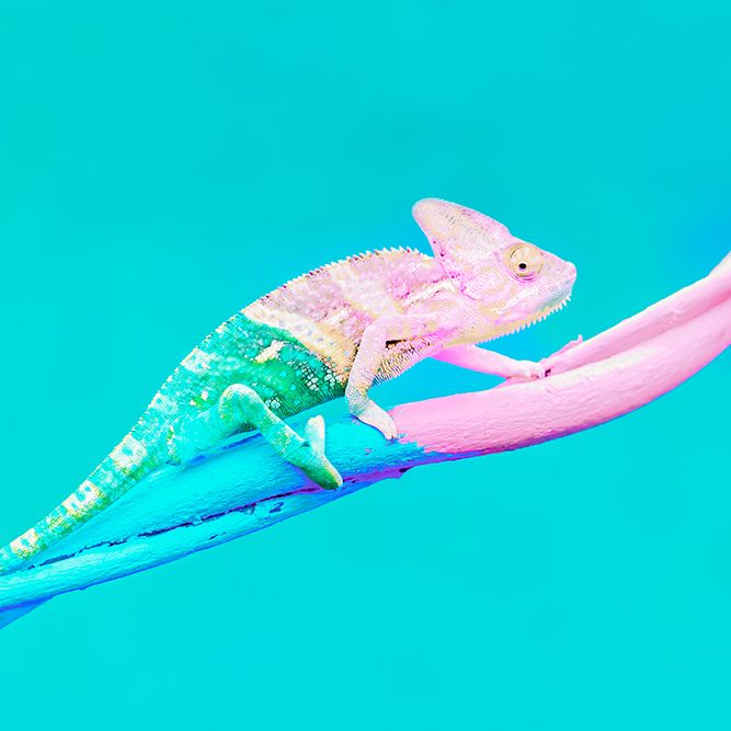 Abstract animal background, Agamidae animal wildlife, The cute chameleon is change two color on the tree.
